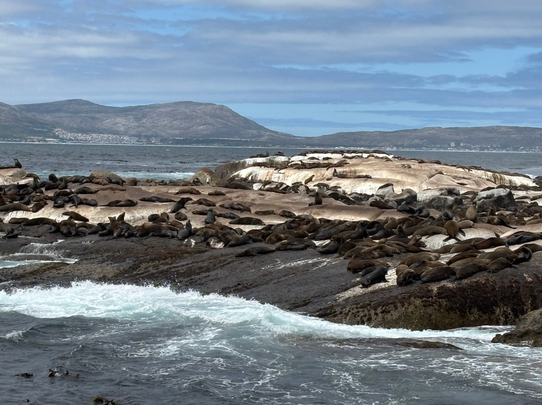 Duiker Island-木湾必去景点