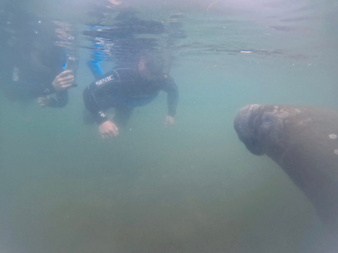 Fun 2 Dive Manatee Tours-克里斯特尔里弗必去景点
