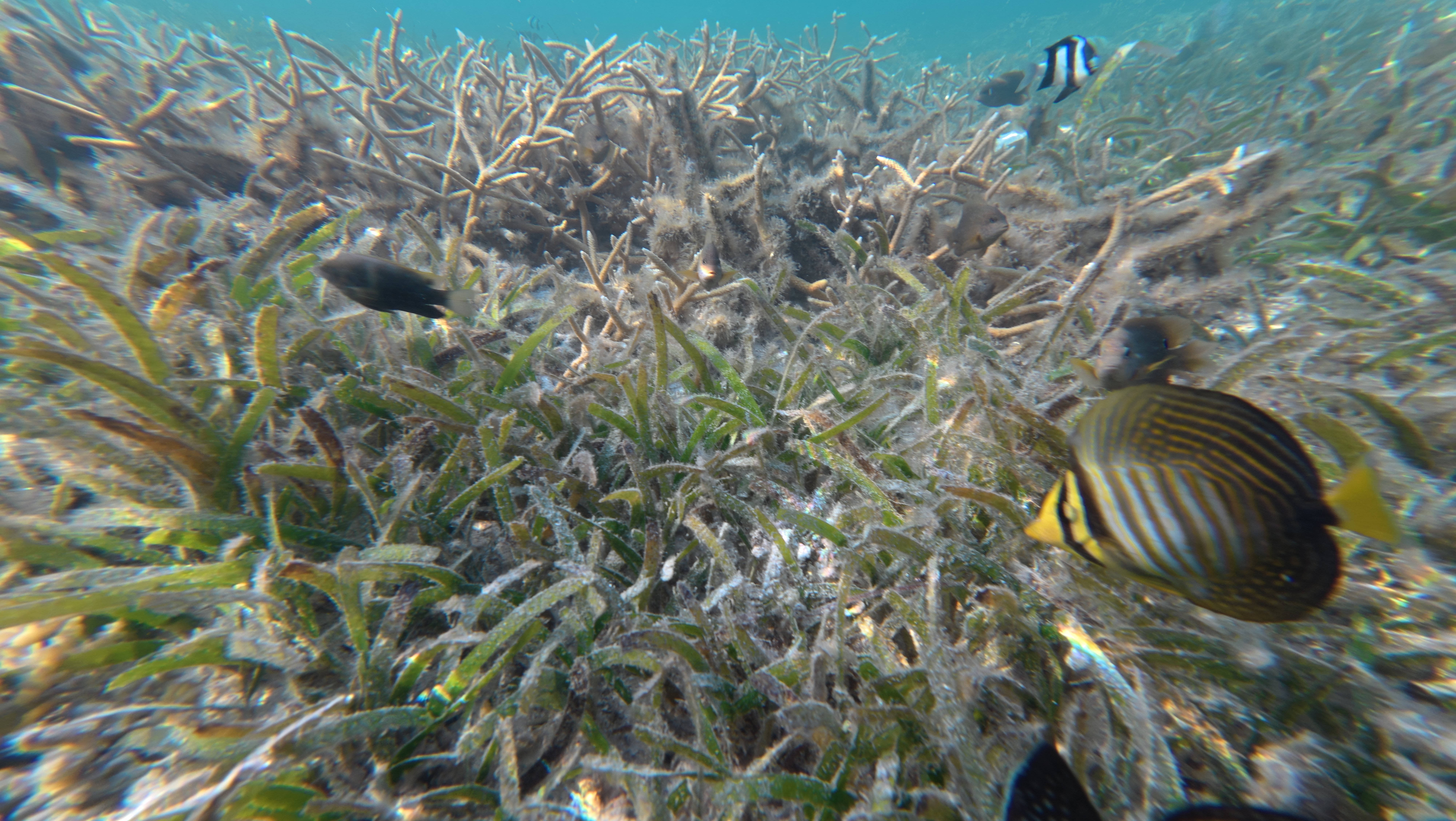 Jawakara Islands Maldives-泳池