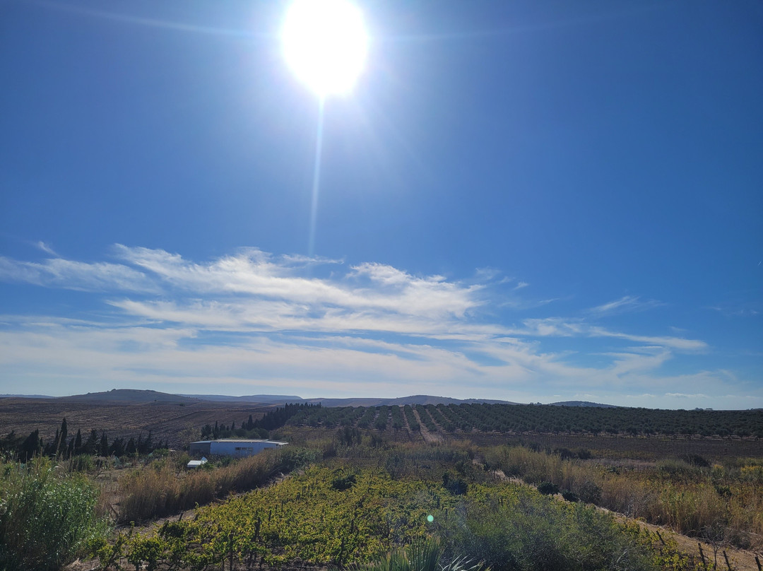 Sancha Pérez Bodega Almazara-Conil de la Frontera必去景点