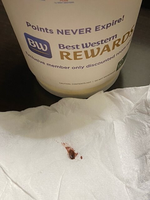 Best Western Plus Rama Inn主图