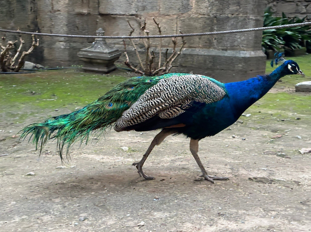 Ruínas Fingidas-埃武拉必去景点