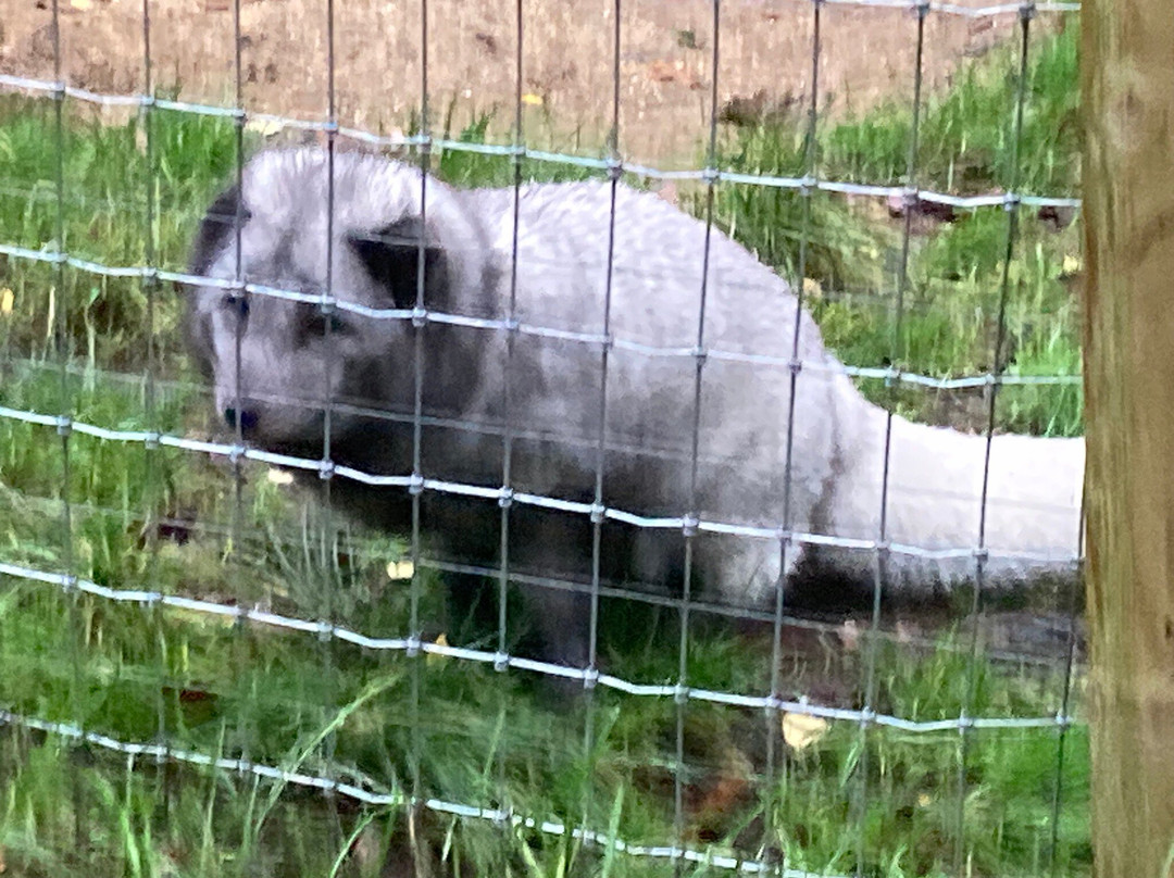 Jimmy's Farm & Wildlife Park-伊普斯威奇必去景点