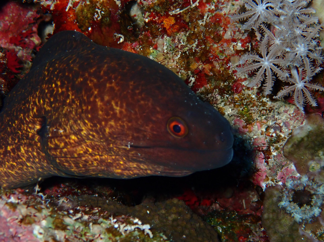 Atlantik Diving Center-艾尔可西利亚必去景点