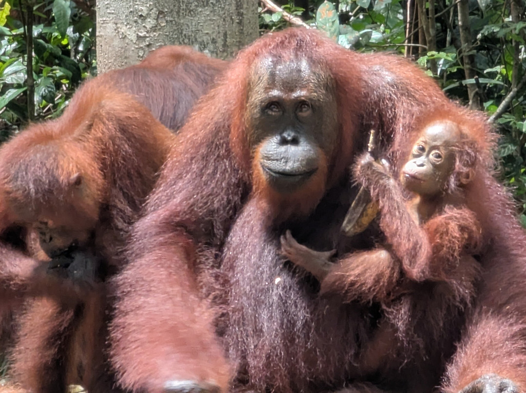 Local Guides - Tanjung Puting-Pangkalan Bun必去景点