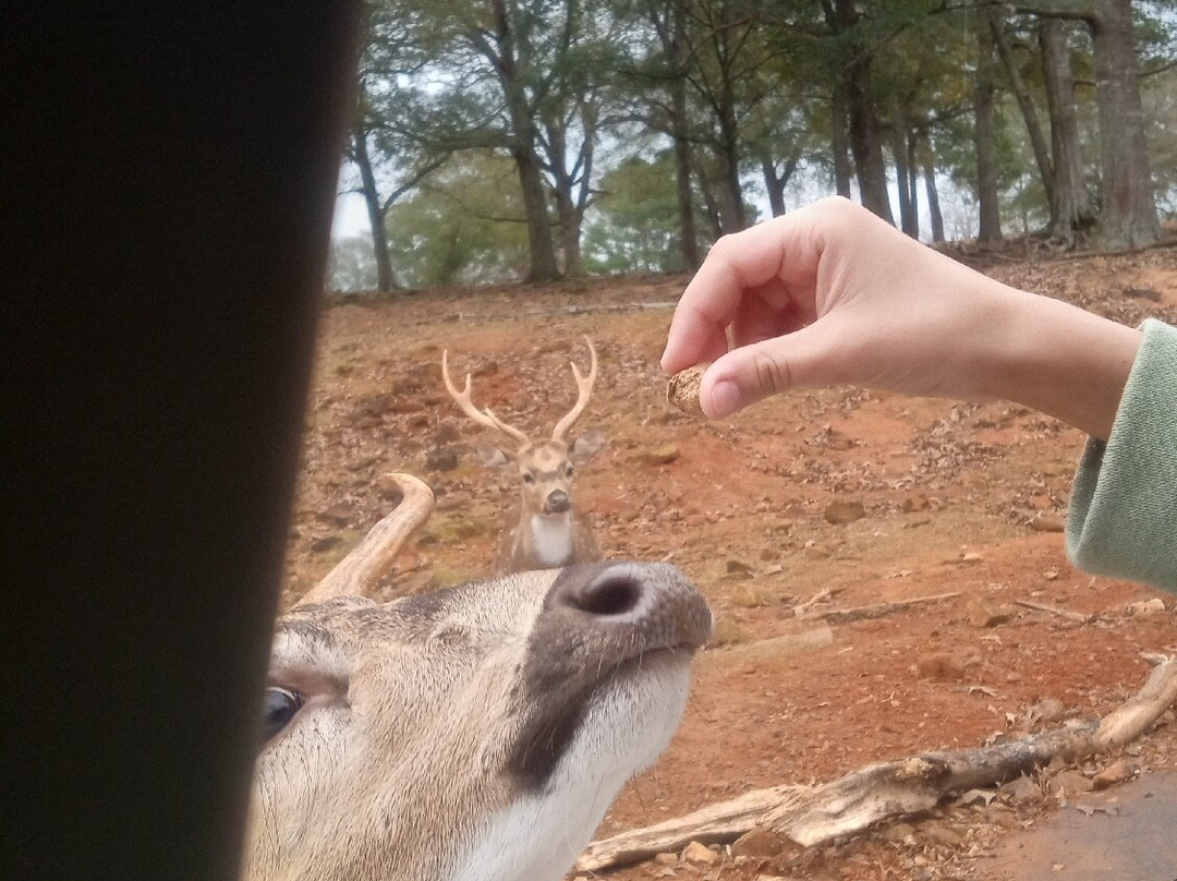 Wild Animal Safari-Pine Mountain必去景点