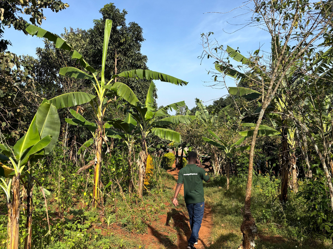 Mt. Elgon Hikes Uganda-Sipi必去景点