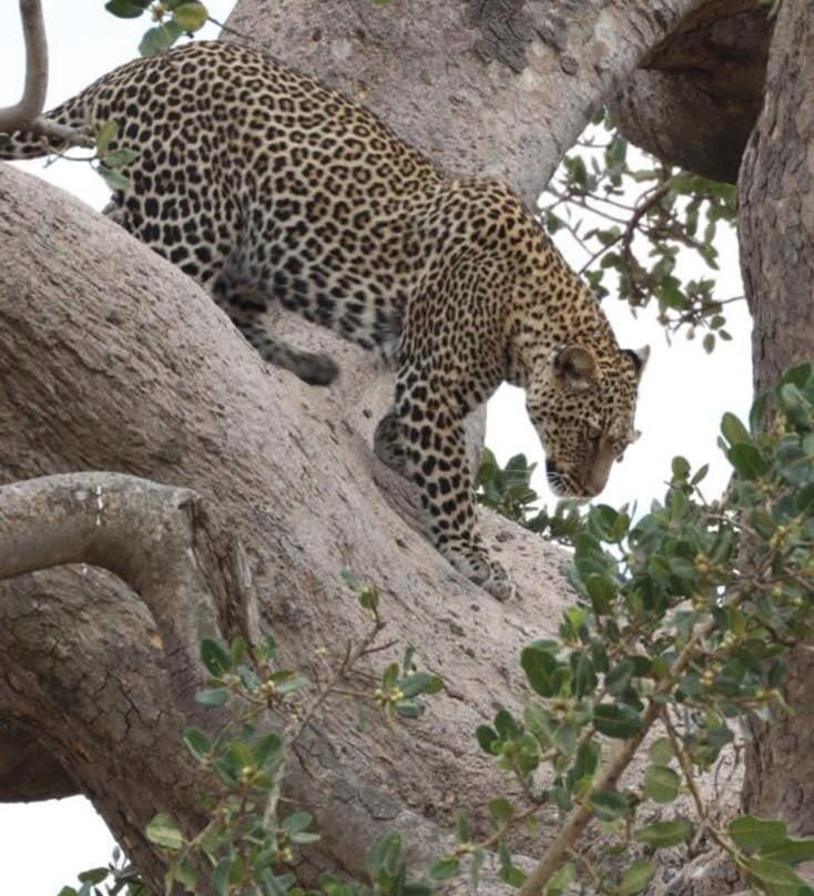 Julius Solomon Safari Guide-Ngorongoro必去景点