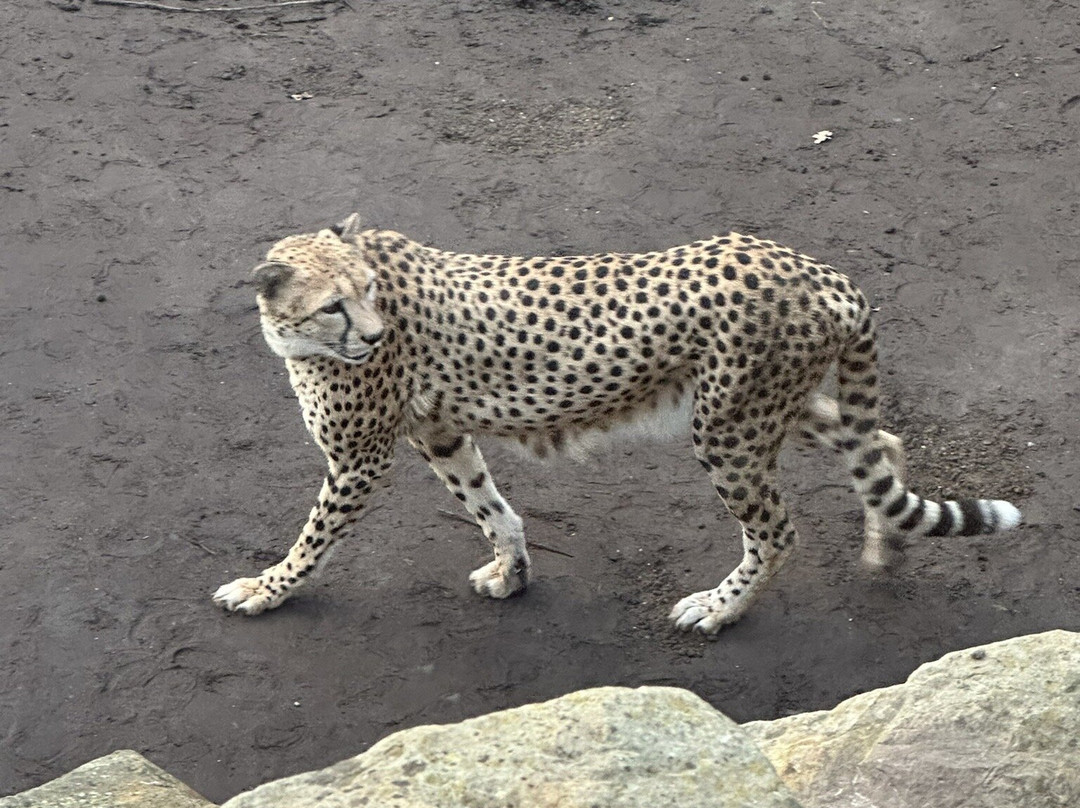 Zoo Leipzig-莱比锡必去景点