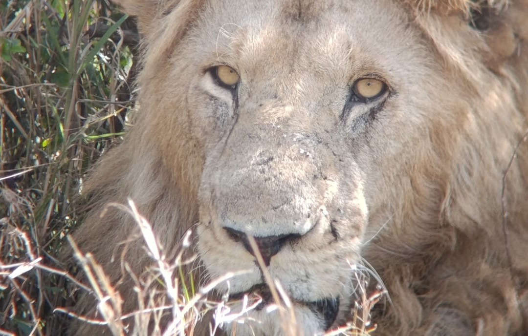 Flexivel Kenya Safaris-内罗毕必去景点