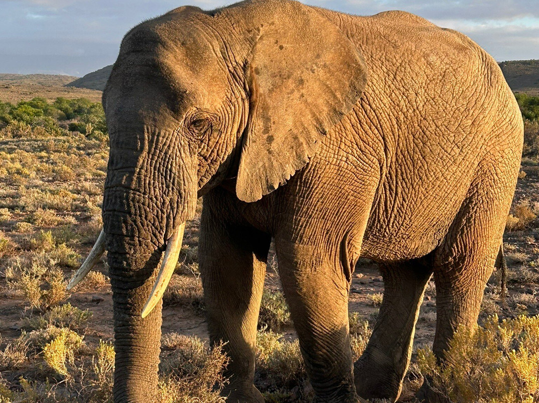 Hylton Ross Exclusive Touring-开普敦中心区必去景点