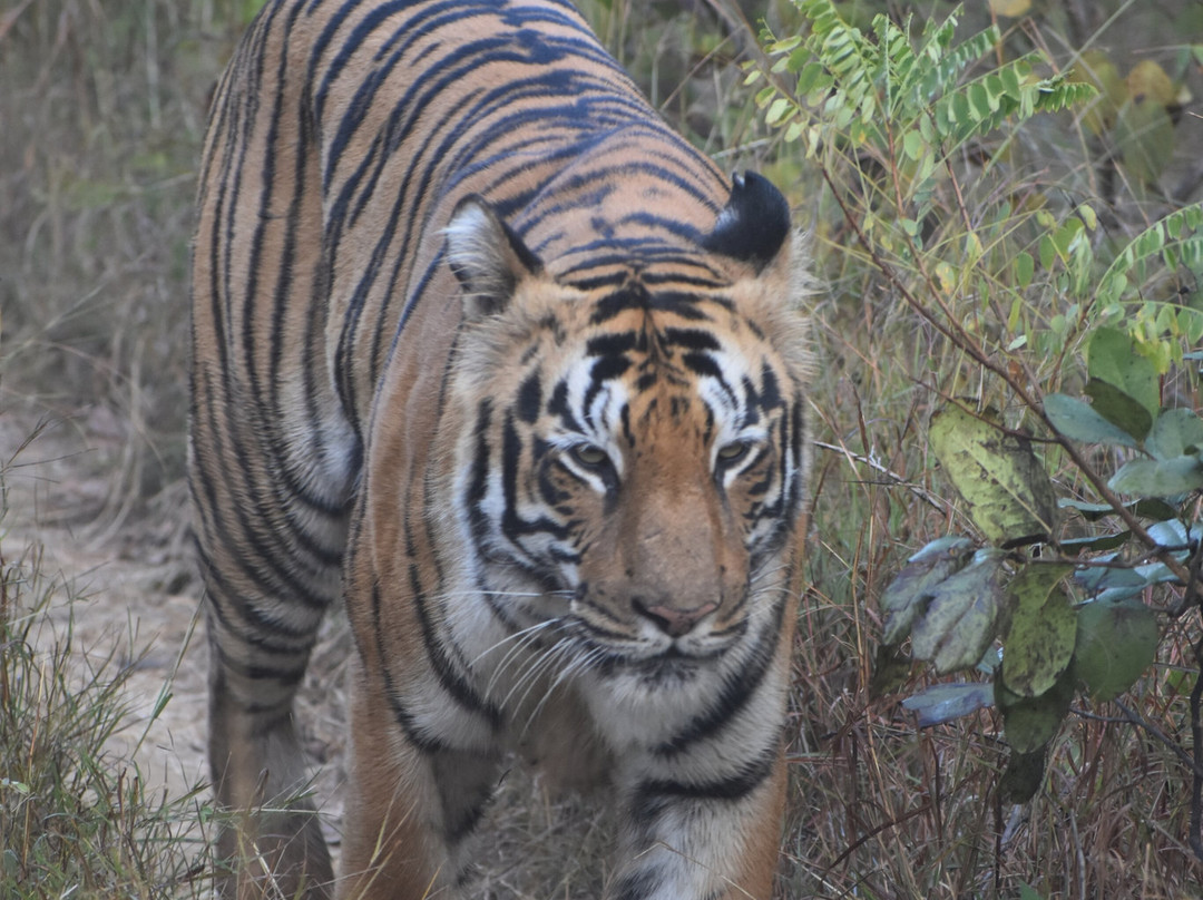 Tathastu Tadoba主图