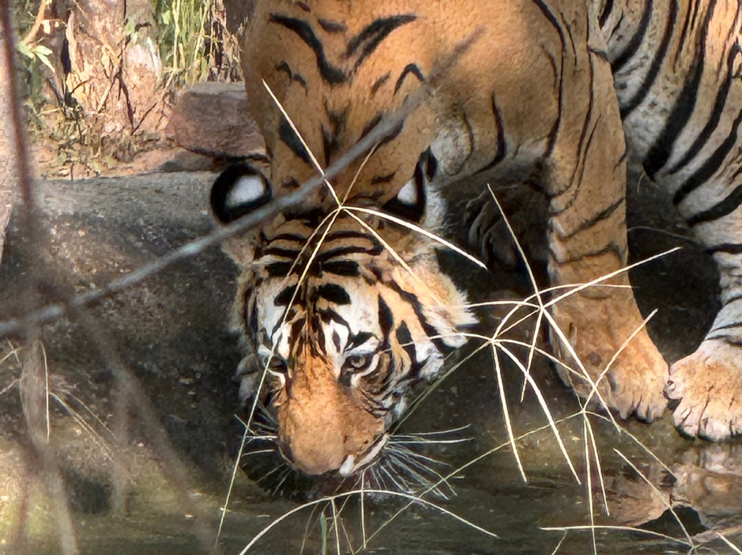 The Tiger Tours-瑟瓦伊马托布尔必去景点
