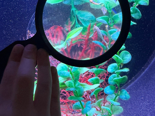 Florida Keys Aquarium Encounters-马拉松必去景点