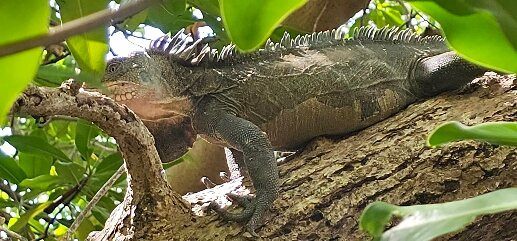 Balade du Soleil-Le Francois必去景点