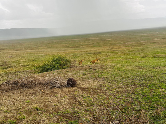 kindege Safaris-莫西必去景点