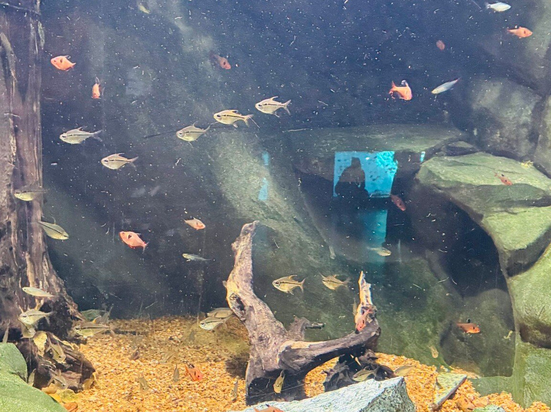 Bioparque Pantanal-大坎普市必去景点