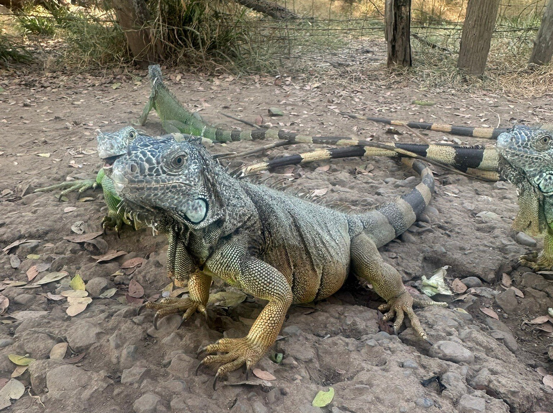 Costa Nativa Ecotours-Troncones必去景点