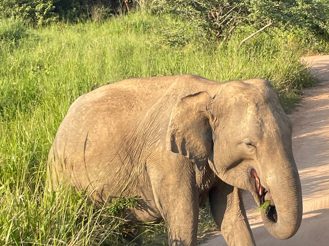 Relax Lanka Tours-尼甘布必去景点