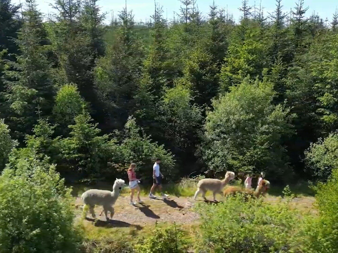 little peru alpaca trekking
