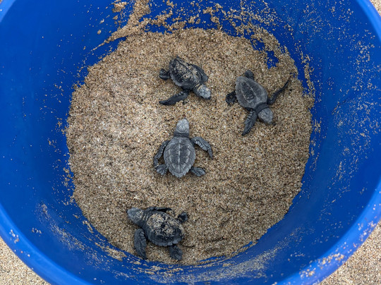 Tortugueros Las Playitas-托多斯桑托斯必去景点