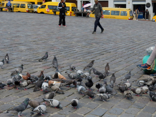 圣弗朗西斯科广场 (Plaza de San Francisco)-基多必去景点