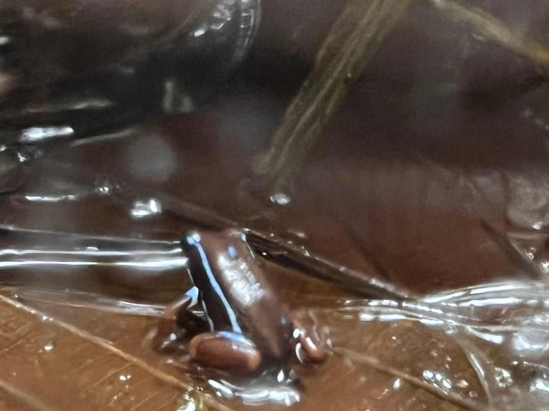 Wikiri Sapoparque-基多必去景点