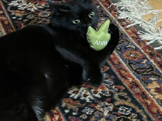 My Best Friend's Barkery-Banner Elk必去景点