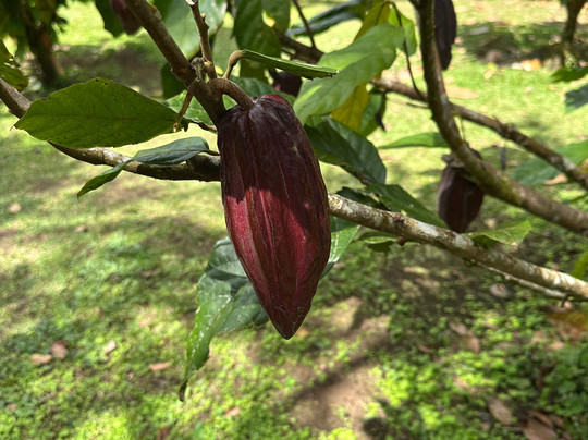 Cafe & Cacao Tour Bijagua-Bijagua de Upala必去景点