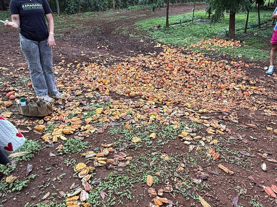 Kamananui Cacao Orchard Tour-瓦胡岛必去景点