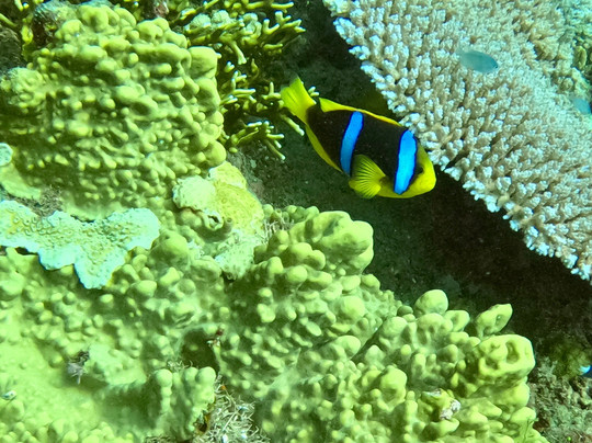 Purple Turtle Fiji-丹娜努岛必去景点