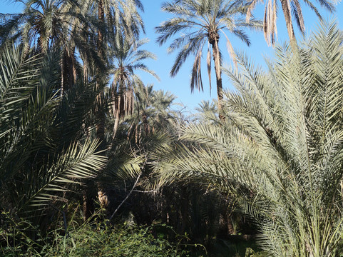 Eden Palm Tresors de l'Oasis-吐泽尔必去景点