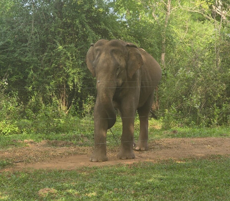 大象之迹酒店主图