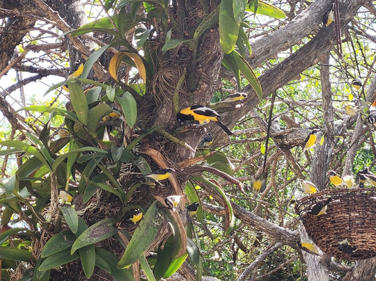 The Cadushy Distillery-Rincon必去景点