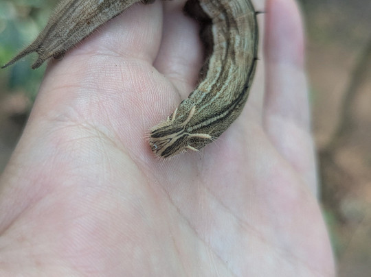 Royal Butterflies-哈科必去景点