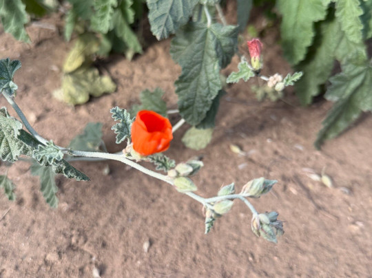 Cave Creek Regional Park-洞溪必去景点