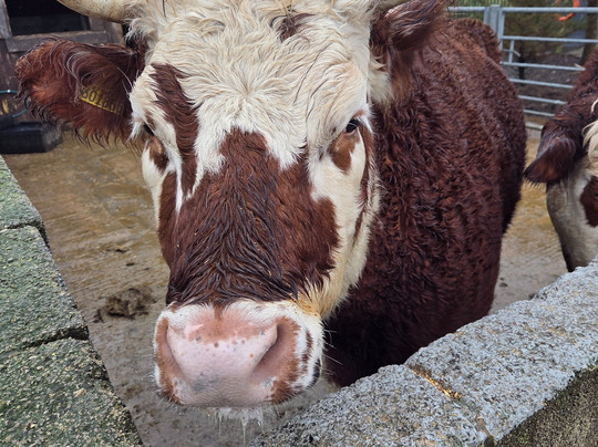Willow Tree Family Farm-Shirebrook必去景点