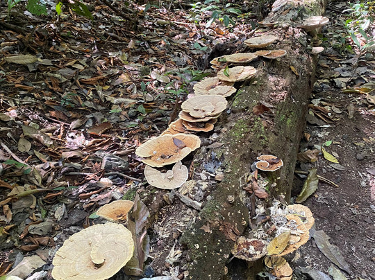 Cabo Blanco Absolute Natural Reserve-尼科亚必去景点