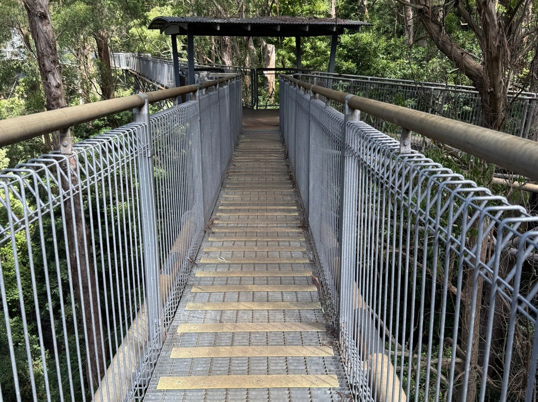 Illawarra Fly Treetop Walk-Knights Hill必去景点