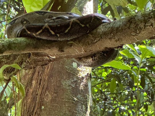 Corcovado National Park-Carate必去景点