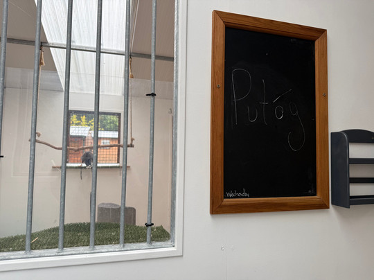 Ireland's School of Falconry-康镇必去景点