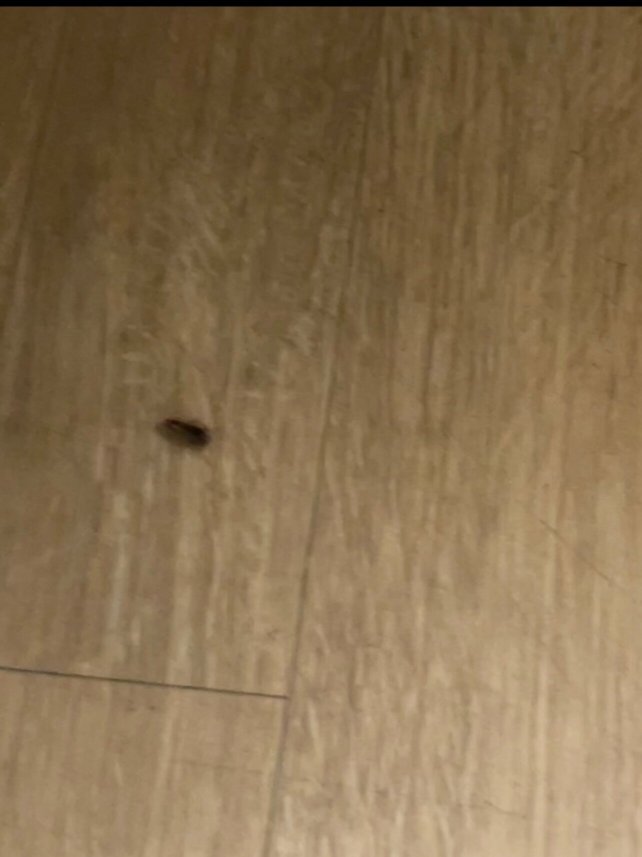 Red Roof Inn Washington DC - Columbia / Fort Meade-客卧