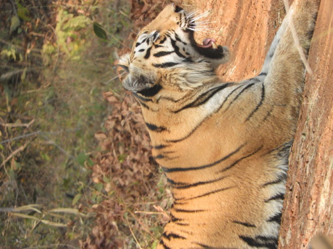 Safari Monks-Bandhavgarh National Park必去景点