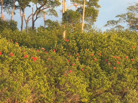 Revoada Dos Guarás-Araioses必去景点