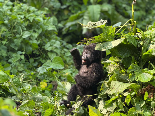 Kigezi Vima Safaris-Kibale National Park必去景点