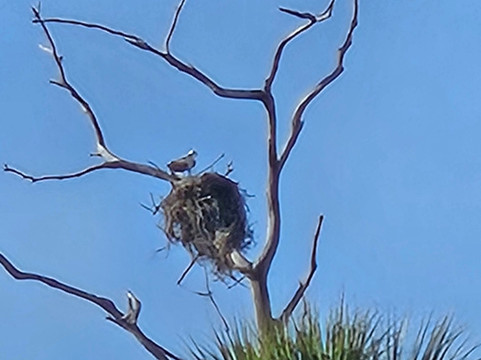 Cockroach Bay Aquatic Preserve-Ruskin必去景点