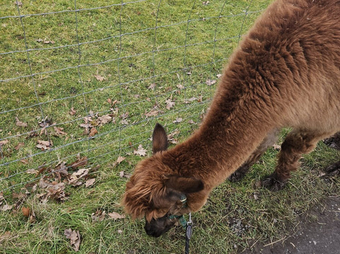 White Peak Alpaca Farm-Mobberley必去景点