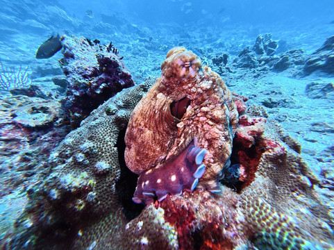 A-one Diving-拉廊必去景点