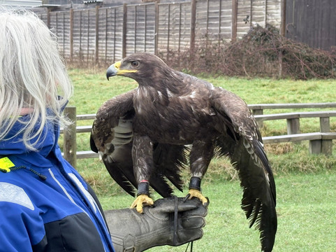 UK Owl And Raptor Centre-Groombridge必去景点