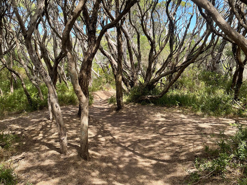 Bushrangers Bay-斯参克岬必去景点
